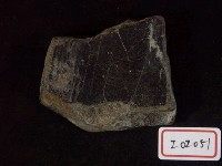 藏品(鱉背甲骨板化石)的圖片